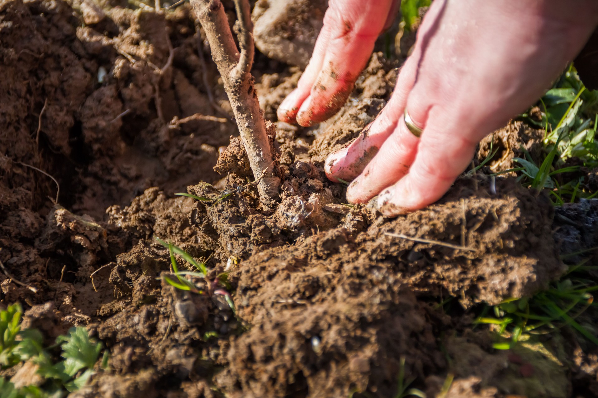 Primer plano de un hombre plantando un árbol
